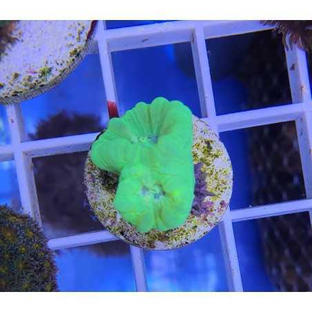 Caulastrea Hulk 5 cabezas