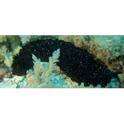 Holothuria Black