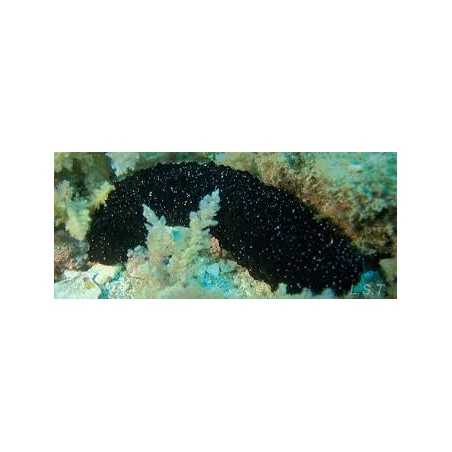 Holothuria Black
