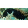 Holothuria Black