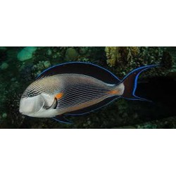 Acanthurus Sohal