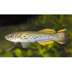 Aphyosemion gardneri akure...