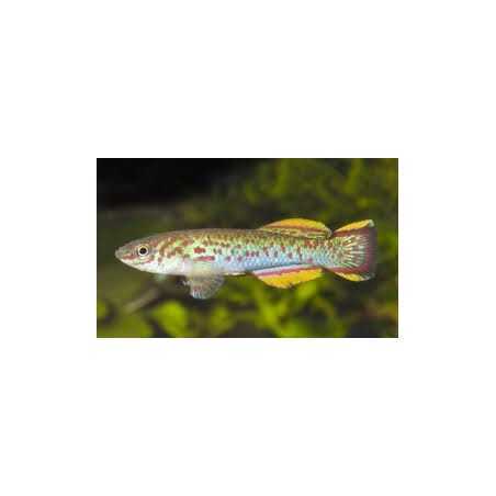 Aphyosemion gardneri akure macho