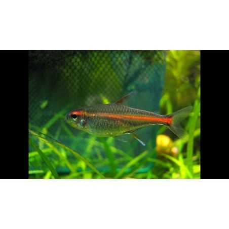 Neon Cobre