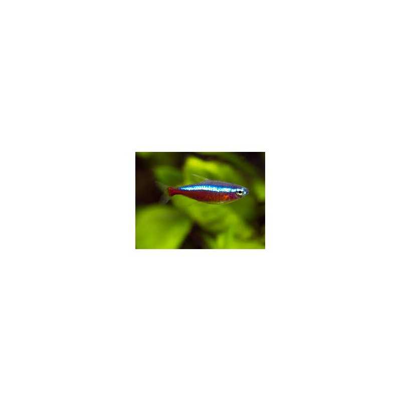 Neon cardenal