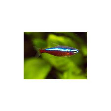 Neon cardenal