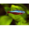 Neon cardenal