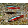 Neon cardenal