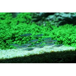 Neon Verde
