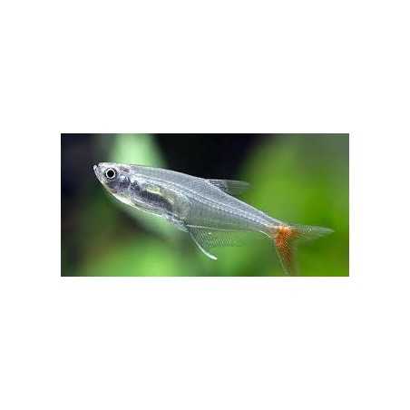 Tetra Cristal Cola Roja
