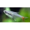 Tetra Cristal Cola Roja