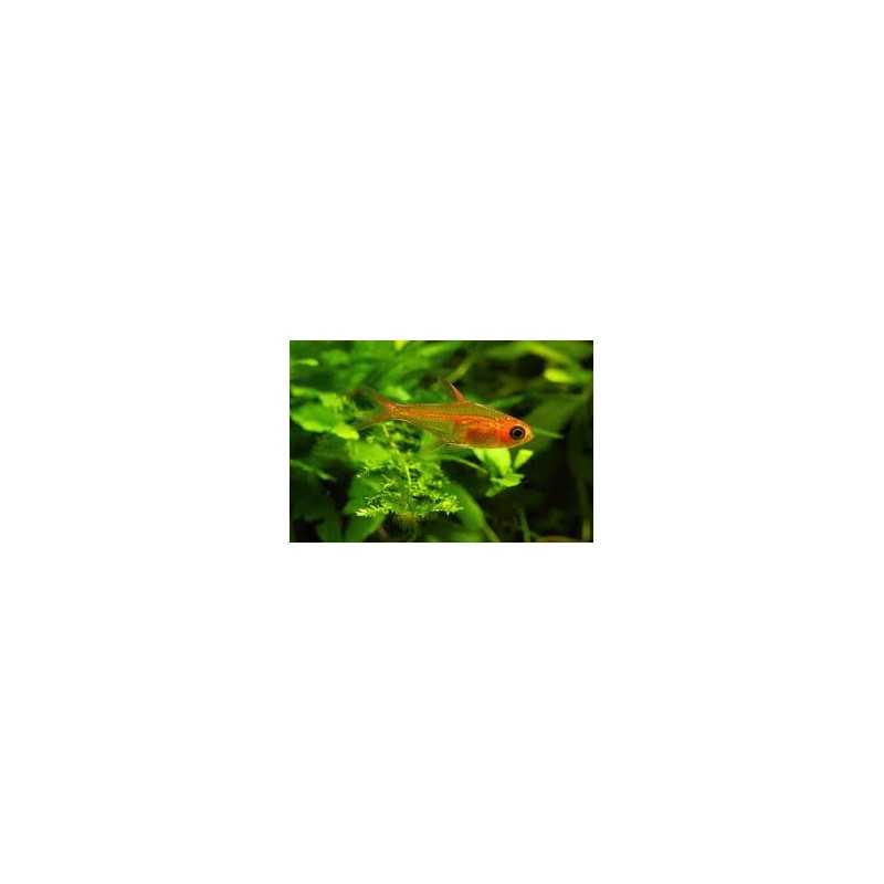 Tetra Ambar