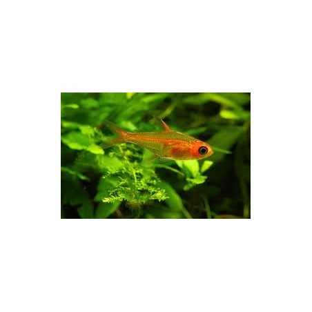 Tetra Ambar