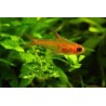 Tetra Ambar