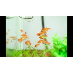 Tetra Ambar