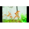 Tetra Ambar