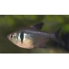 Tetra Fantasma Negro