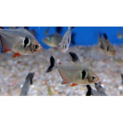 Tetra Fantasma Negro