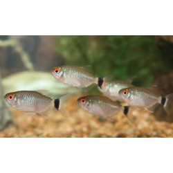 Tetra Santa Filomena