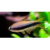 Tetra Emperador
