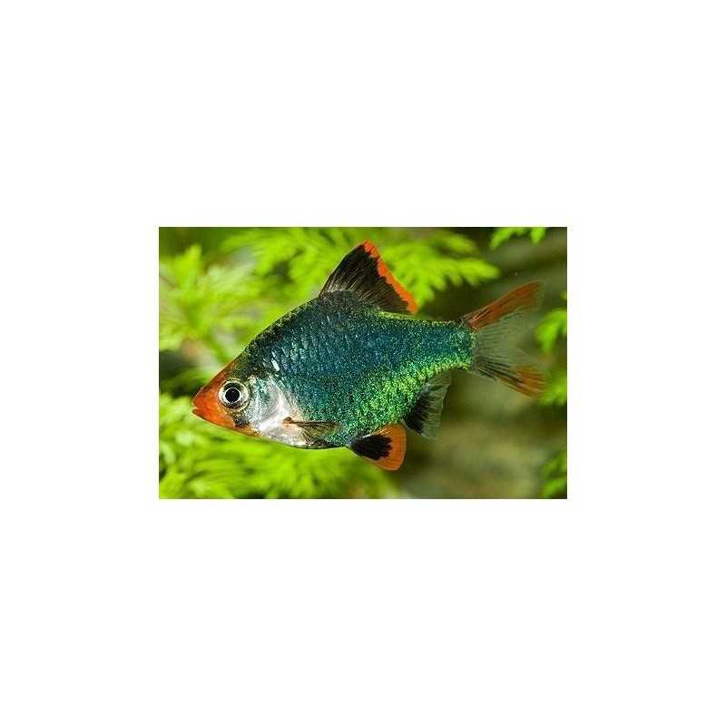 Barbo tetrazona verde
