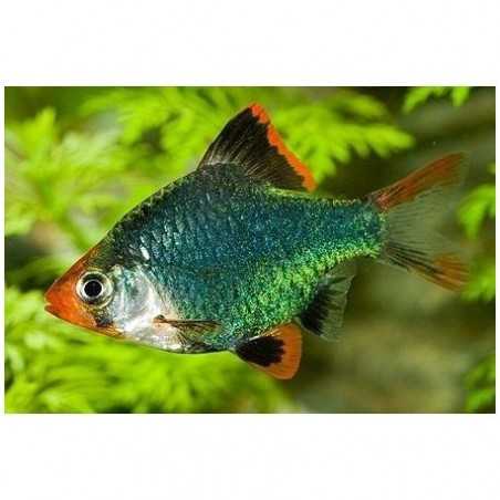 Barbo tetrazona verde