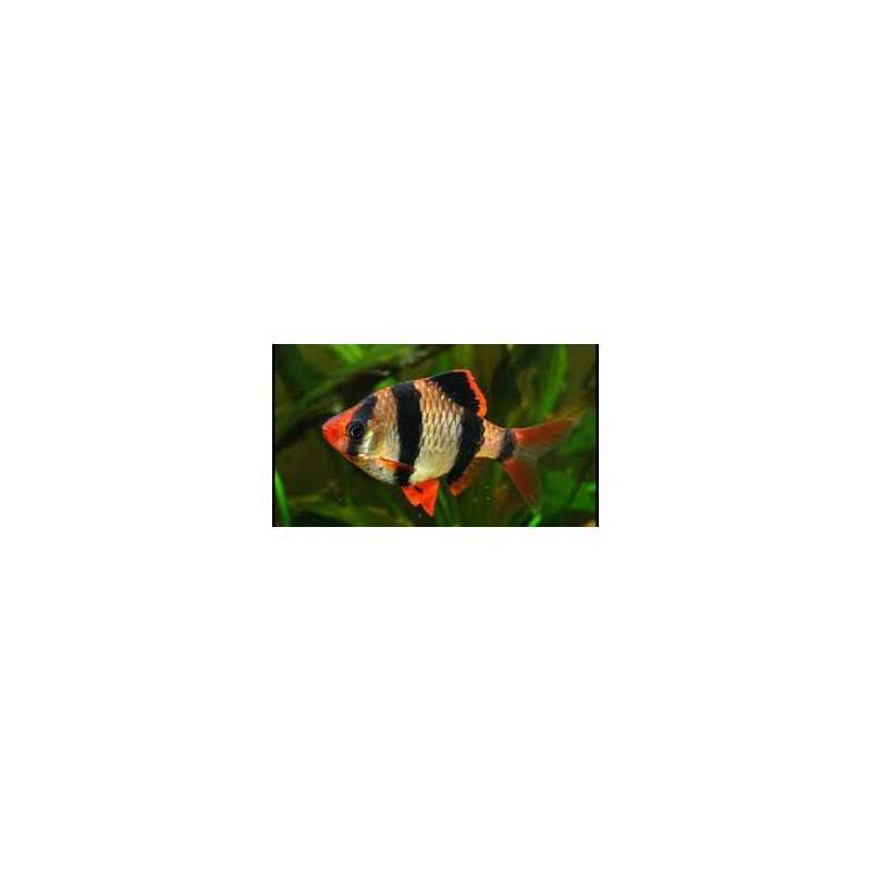 Barbo tetrazona