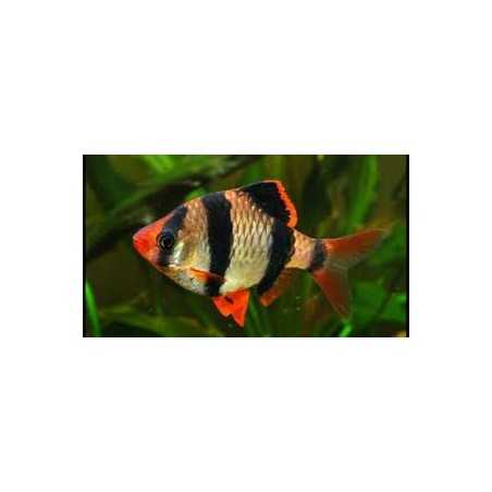 Barbo tetrazona