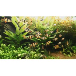 Barbo tetrazona