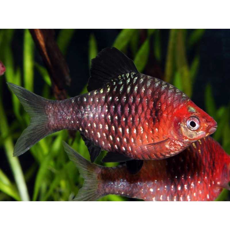 Barbo puntius nigrofasciatus