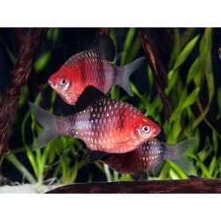 Barbo puntius nigrofasciatus