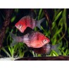 Barbo puntius nigrofasciatus