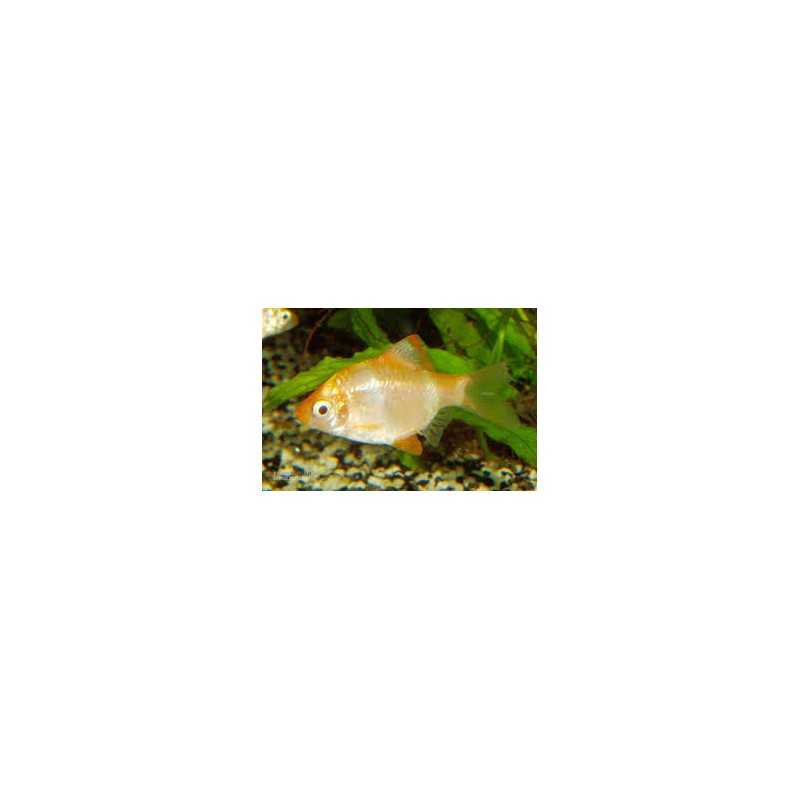 Barbo Tetrazona albino