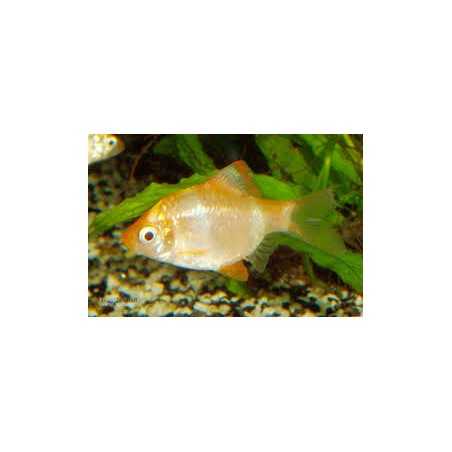 Barbo Tetrazona albino