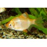 Barbo Tetrazona albino