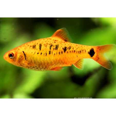 Barbo Oro