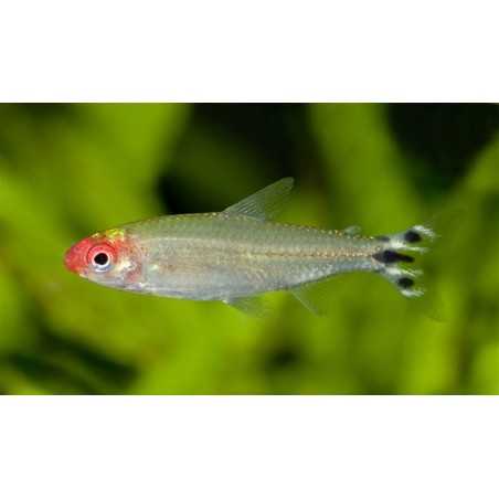 Tetra borrachito