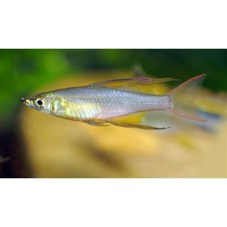 Iriatherina Werneri 3-4cm