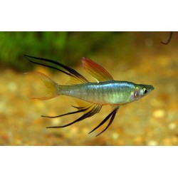 Iriatherina Werneri 3-4cm