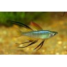 Iriatherina Werneri 3-4cm