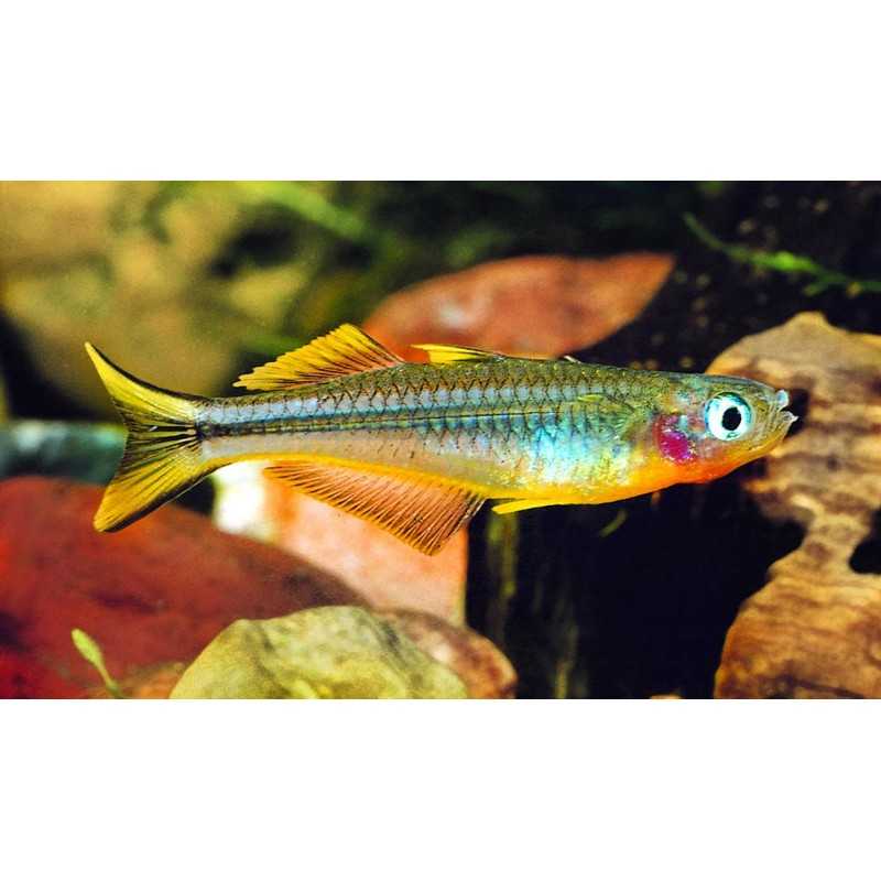 Popondetta furcata