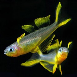 Popondetta furcata