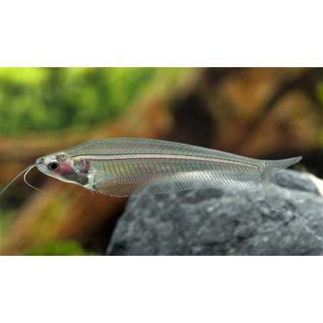 Bicirris Cristal