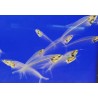 Bicirris Cristal