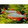 Rasbora galaxy
