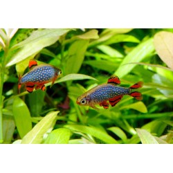 Rasbora galaxy