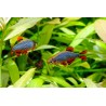 Rasbora galaxy