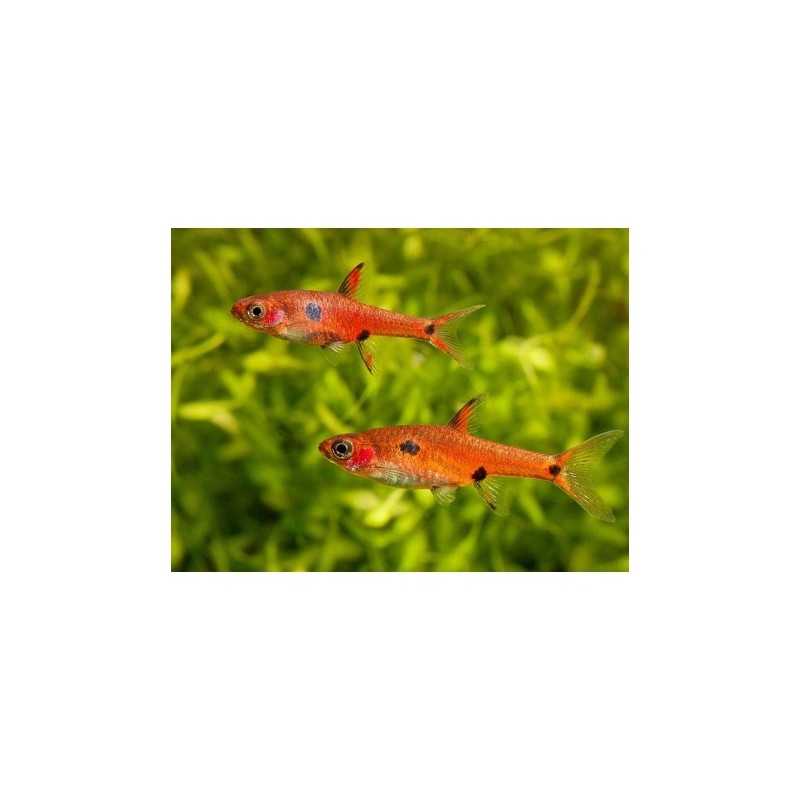Rasbora Maculata