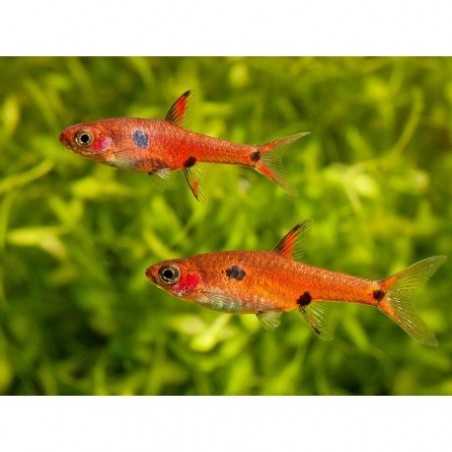 Rasbora Maculata