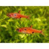 Rasbora Maculata